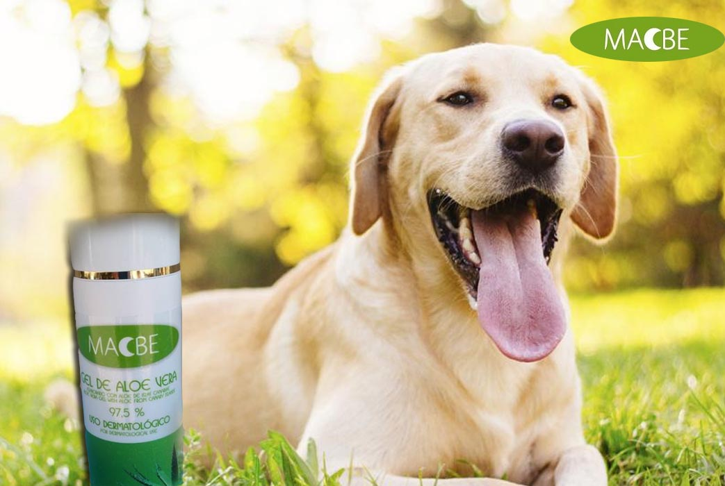 Gel puro Aloe Vera MACBE para tratar la dermatitis canina